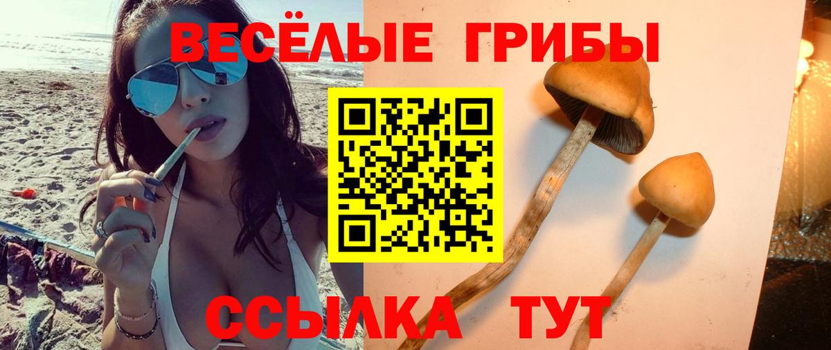 Моршанск  Псилоцибиновые грибы Psilocybe  Вход с VPN 